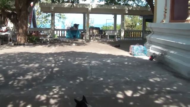 В буддистском храме на смотровой площадке. Разнообразная живность в стенах храма.