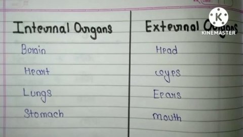 Internal organs/10 internal organs/External organ/10 external organs/internal & external organs nam