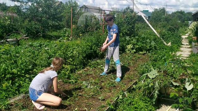 Чистим грядку после сборки лука