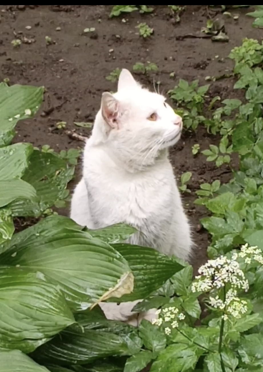 Котик беленький цветочек.