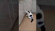 Кот-барабанщик