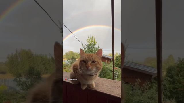 Рыжуля смотрит на Волшебную Белую Кошечку как на радугу 👼🌤🌈😻🪂 #cat