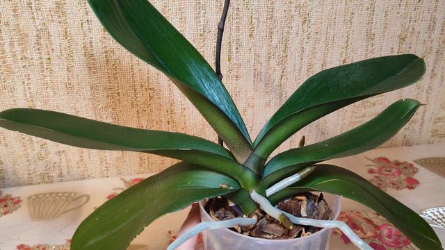 Возрождение орхидеи длиной в 2,5 года😍