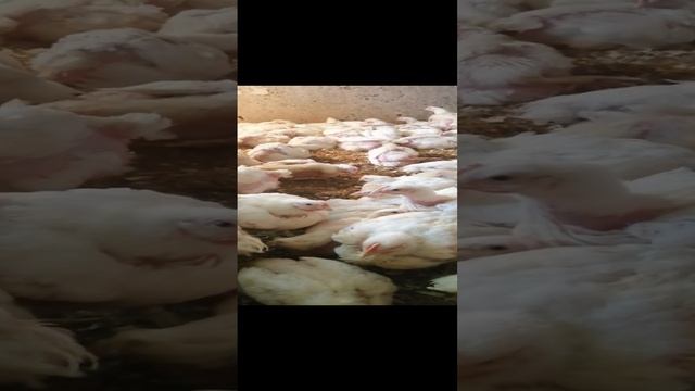 Мои курочки