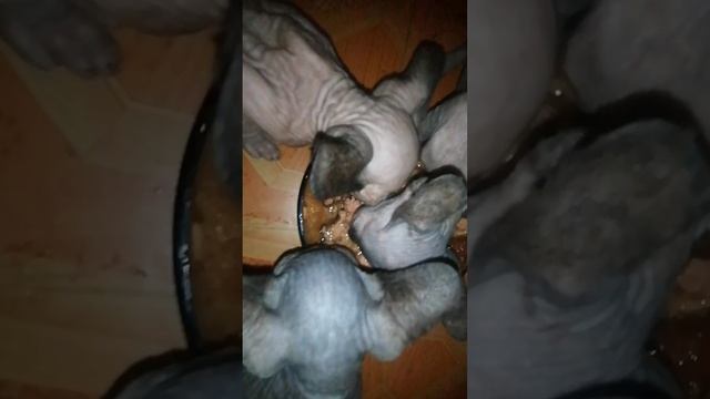 канадский сфинкс