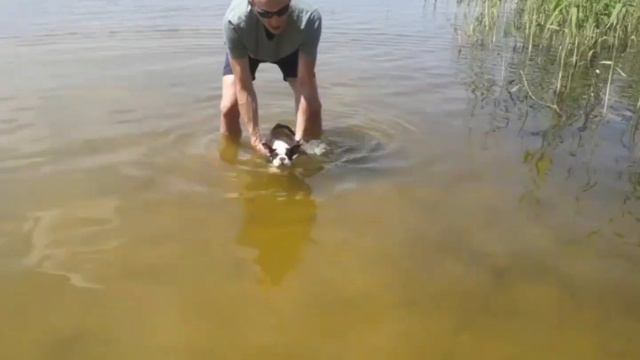 Учим щенка плавать как можно раньше