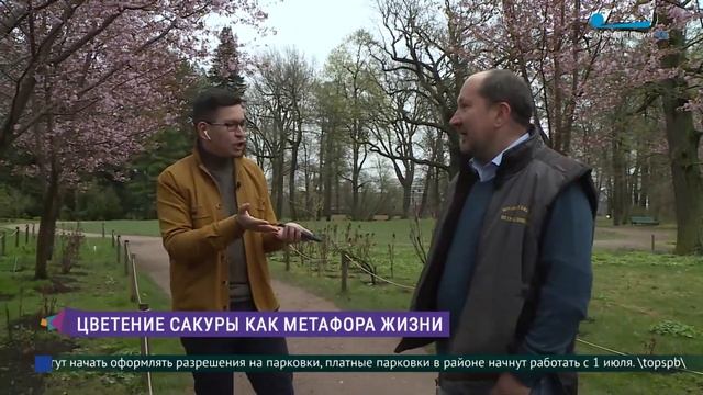 В Ботаническом саду Петербурга расцвела сакура
