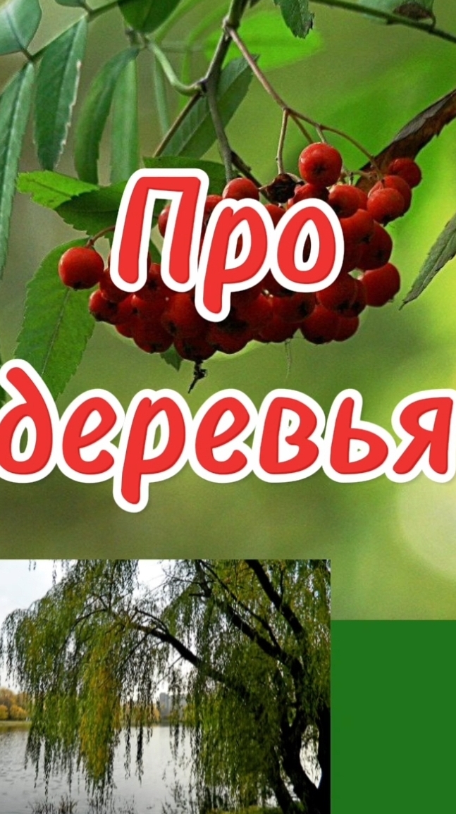 Про деревья для детей