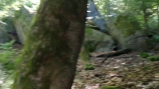 Nokta Simplex Lite in the Wood
