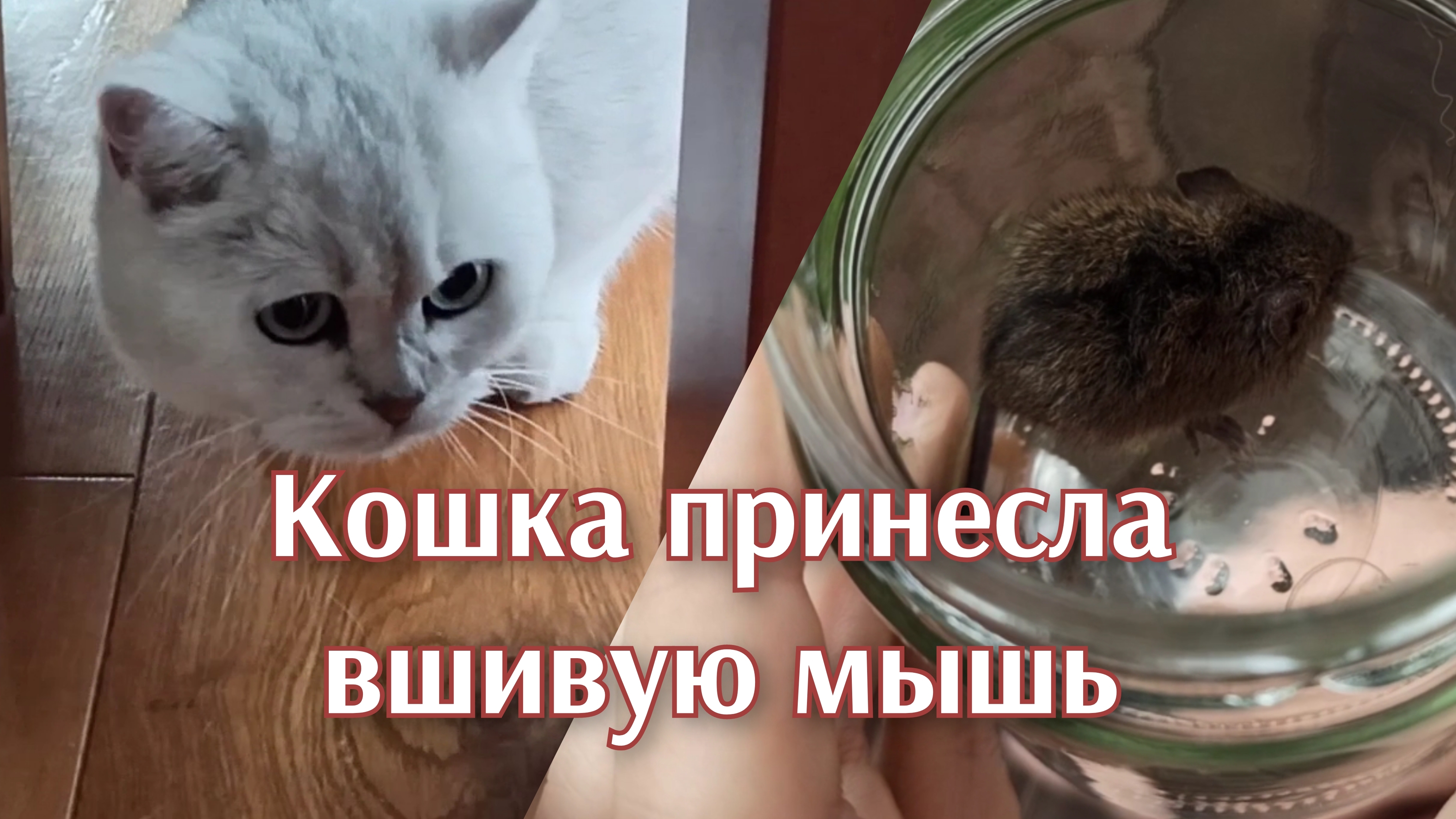 Кошка принесла вшивую мышь