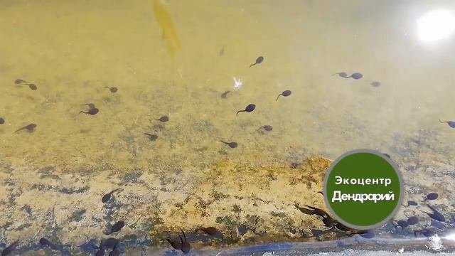 Головастики