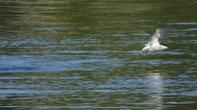 Речная Крачка присаживается на воду, наблюдение птиц в Великом Новгороде 23 мая 2024