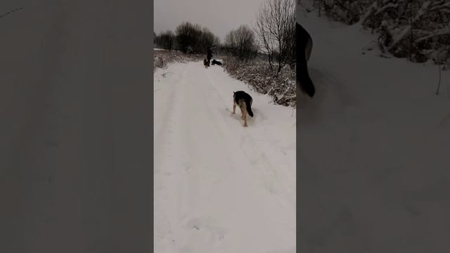собакипитомник прогулкаоесзимамного собакумныепослушные