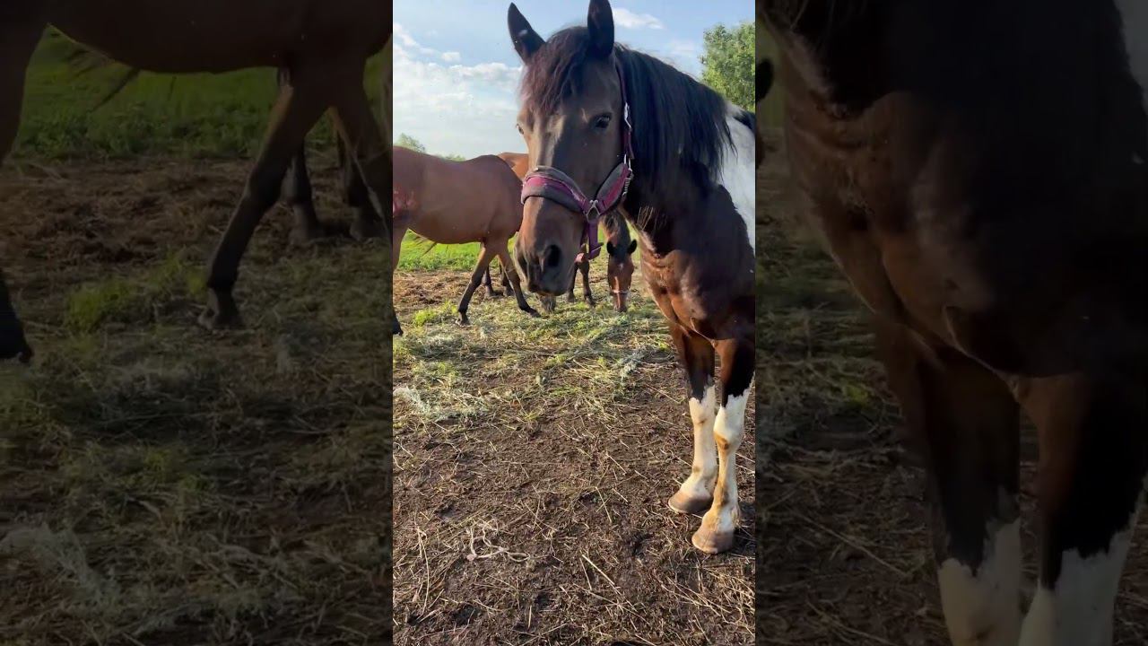 Обещали дождь, попоны не одела♀️ зря #horse #animals #деревня #конюшня #лошади