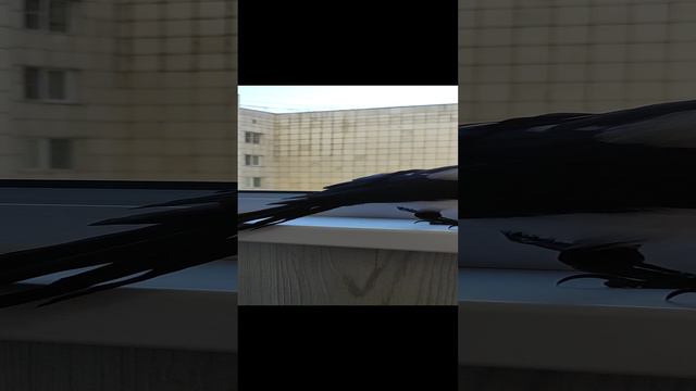 На улице Опасность,  сорока Сара  не хочет сегодня гулять.