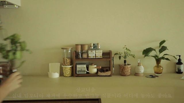 SUB)초보자도 예쁘게 키울수 있는 추천 수경식물 11가지🌱| 공기정화식물 | 우리집 플랜테리어 | 청귤청 만들기 | 청귤에이드