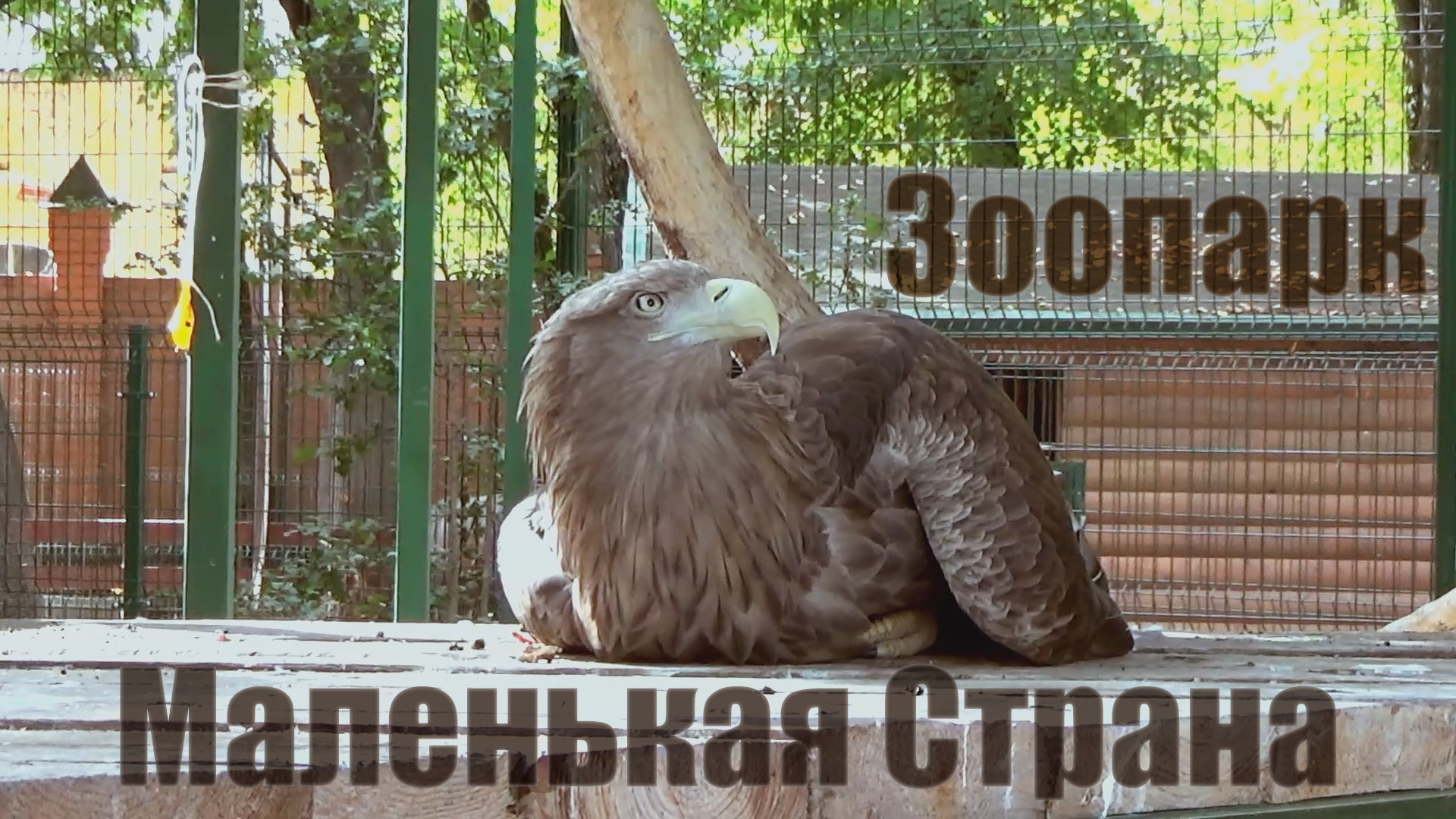 Зоопарк "Маленькая страна" / Балахна / Сентябрь 2023