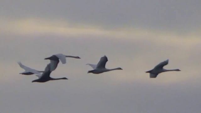 Полёт лебедей