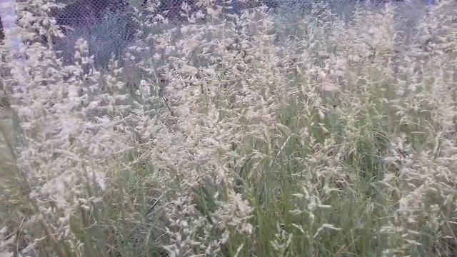 мятлик Гутор Галина