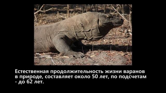 Доисторическое Чудовище / Комодский Варан