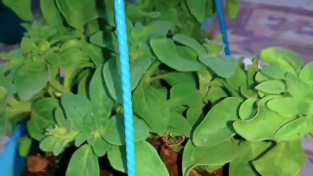 Winter Mein Sab se Zada Beautiful Flowers Dene wala Petunia Plant Grow krna Seekho...