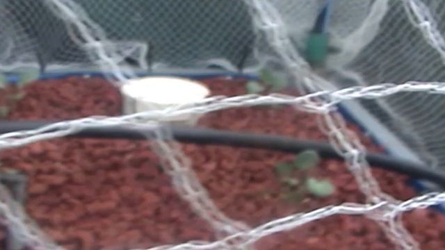 Solar Powered Aquaponics update 27/5/2020