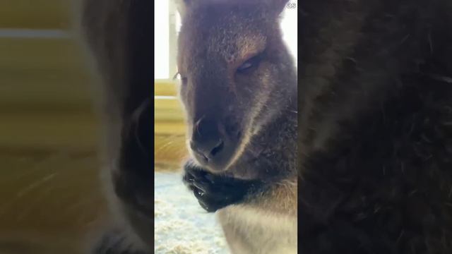 В Белгородском зоопарке при обстреле ВСУ погибла кенгуру Гранди