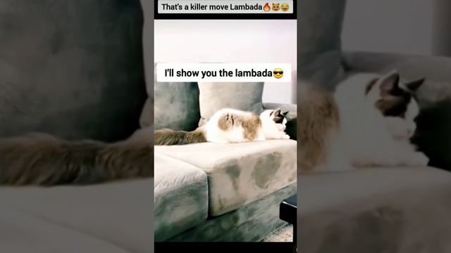 Cat Lambada killer