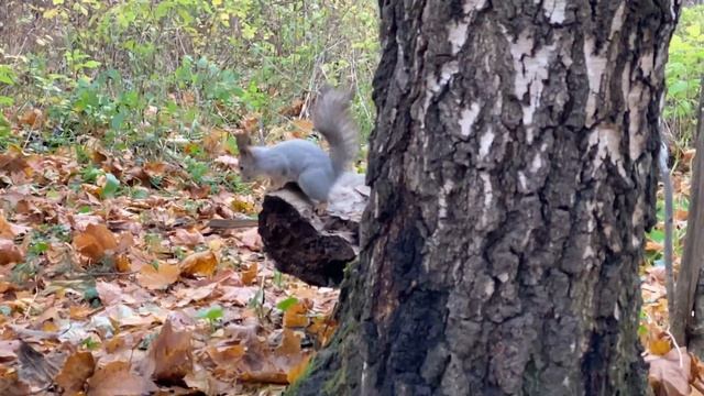 One calm autumn day in Moscow S01E01 // Один спокойный осенний день в Москве