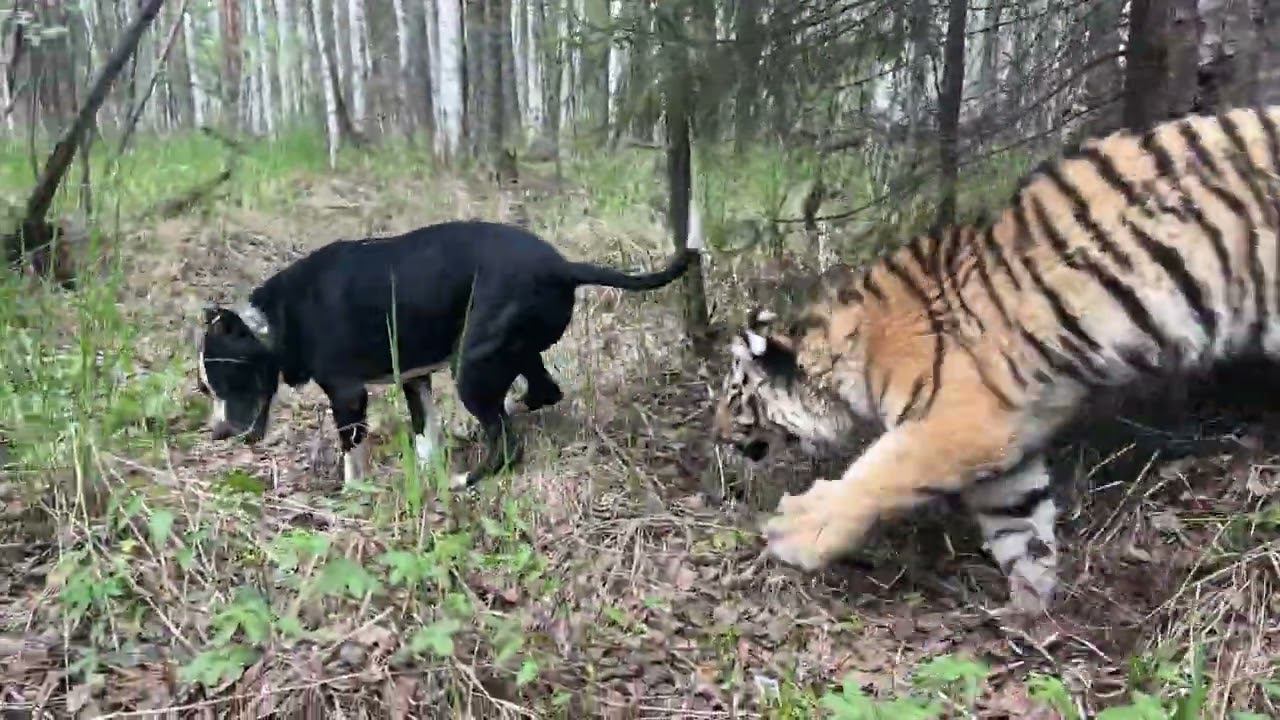 ПитБуль и Тигренок гуляют В Екатеринбурге)