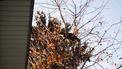Ezra the Cat Escapes up a Tree! - Cat rescue from tree