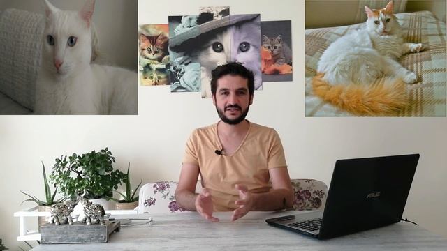 Turkish Angora Cat VS Turkish Van Cat (Ankara Kedisi İle Van Kedisinin Farkı)