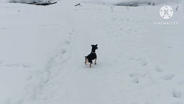 гуляю с собаками и дочкой в лесу