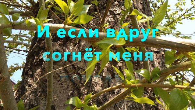 Моя медаль (О. Ф. Берггольц)_My Medal (O. F. Bergholz)