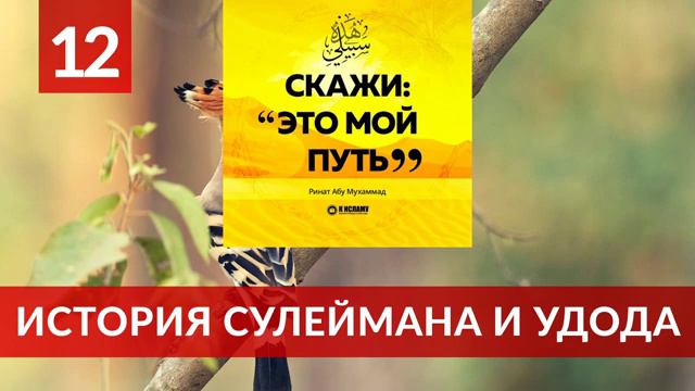 12. История Сулеймана и удода _ Ринат Абу Мухаммад