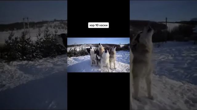 А вы когда нибудь слышали как воют 10 хаски!