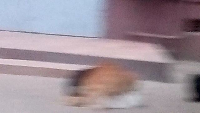 Трах. Кошек