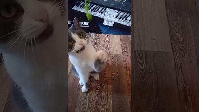 Милый кот Василий