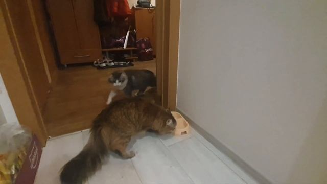 Передержка кошек. Знакомство второй день.