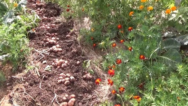 Урожай картофеля в 2015г под травой.