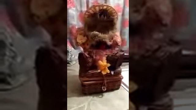 Домовой