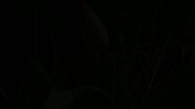 АПРЕЛЬСКОЕ НАСТРОЕНИЕ