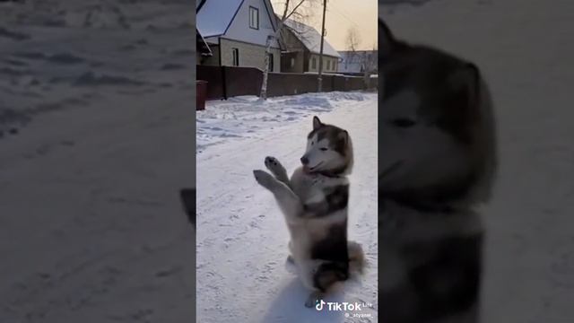 собака танцует