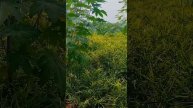 Mera Ginger ki kheti kaisa laga