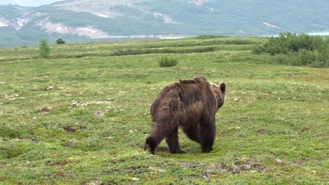 Медведей здесь, как тараканов...!