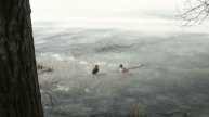 Утки на Белом озере