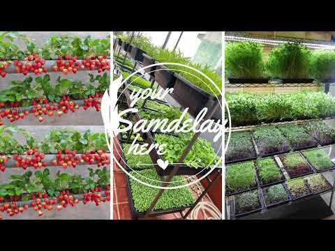 Выращивание овощей и зелени дома | Home gardening