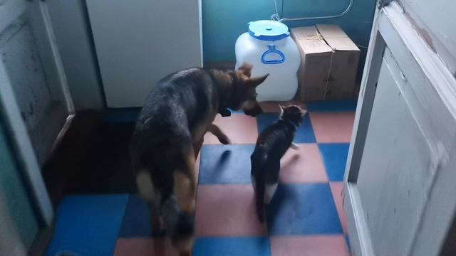 Пся и Кошь