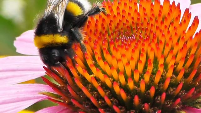 НАСЕКОМЫЕ НА ЦВЕТАХ МАКРОСЪЁМКА Full HD 1080p Macro