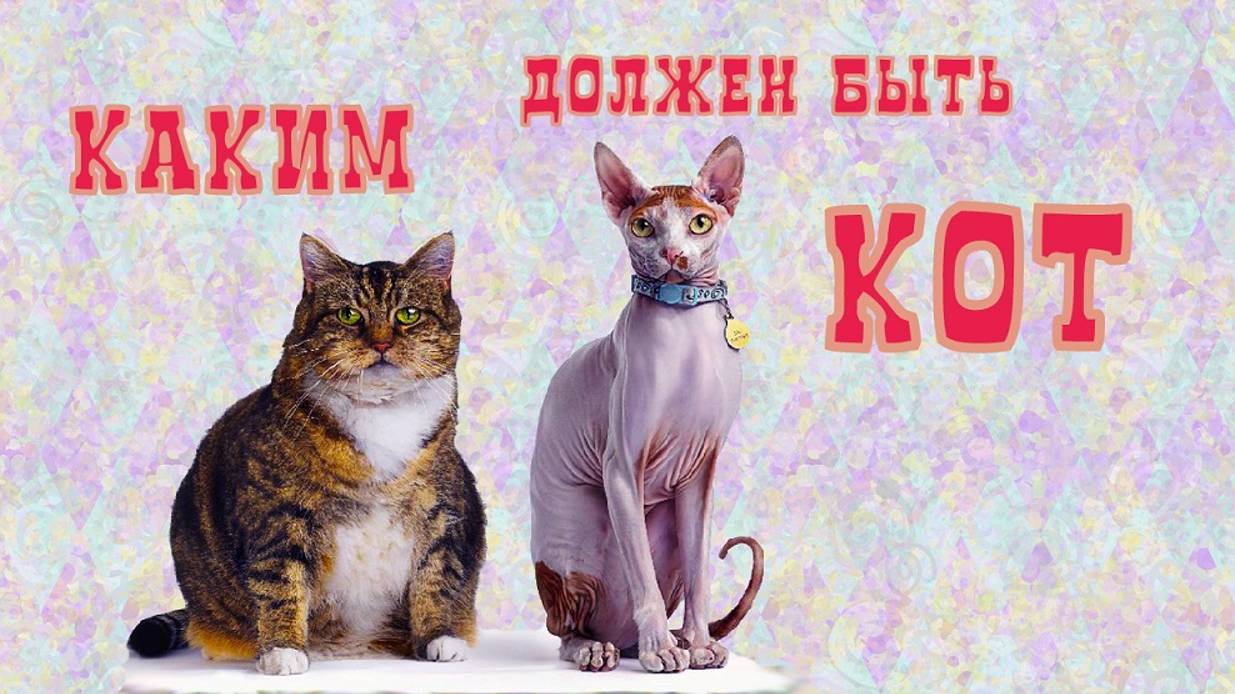 Каким должен быть кот
